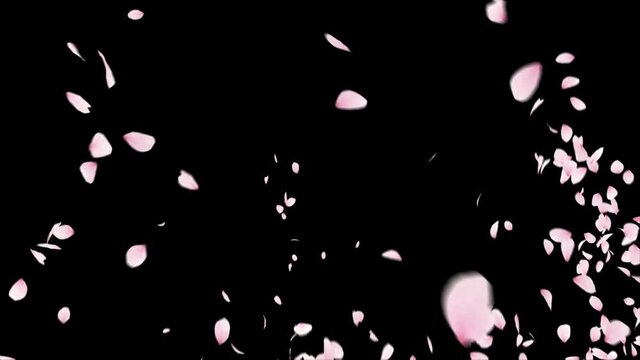 Cherry Blossom Exlposion alpha channel. Easy to use place on footage or background.