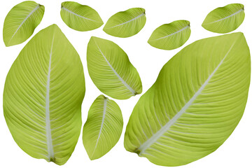 green leaf isolated on white background