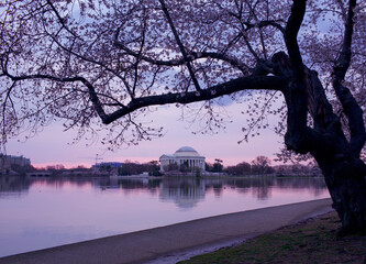 Cherry Blossoms In Washington DC
