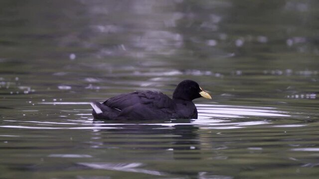 Close up of a red-gartered coot waving its black wings in the air while swimming on a lake. Slow motion.