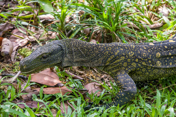 Salvadori's monitor (Varanus salvadorii) is one of the longest lizards in the world
It is an...