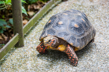 A red-footed tortoise (Chelonoidis carbonarius) is walking on the path. 
A species of tortoise from northern South America. 
 They have dark-colored, loaf-shaped carapaces with a lighter patch.