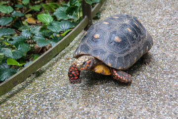 A red-footed tortoise (Chelonoidis carbonarius) is walking on the path. 
A species of tortoise from northern South America. 
 They have dark-colored, loaf-shaped carapaces with a lighter patch.