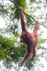 a baby Bornean orangutan is hanging on rope
The orangutan is a critically endangered species, with deforestation, palm oil plantations, and hunting posing a serious threat to its continued existence