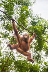 a baby Bornean orangutan is hanging on rope The orangutan is a critically endangered species, with deforestation, palm oil plantations, and hunting posing a serious threat to its continued existence © Danny Ye