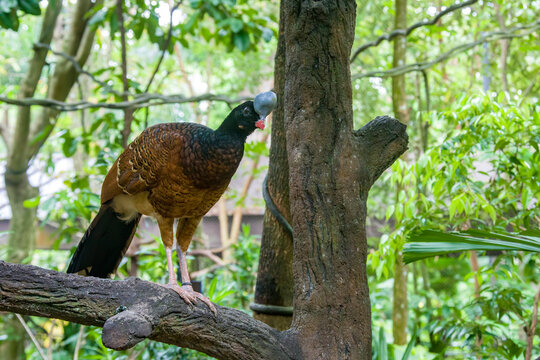 A female helmeted curassow (Pauxi pauxi) with rufous morph.
A large terrestrial bird in the family Cracidae found in the subtropical cloud-forest in steep, mountainous regions of western Venezuela. 