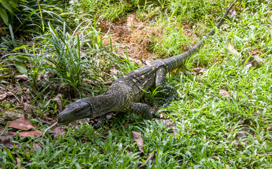 Salvadori's monitor (Varanus salvadorii) is one of the longest lizards in the world
It is an arboreal lizard with a dark green body marked with bands of yellowish spots.