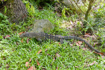 Salvadori's monitor (Varanus salvadorii) is one of the longest lizards in the world
It is an...