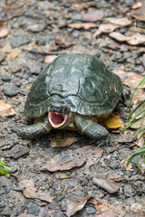 A adult male Spiny turtle (Heosemys spinosa) is covered in lots of algae and open the mouth. 
A South-East Asian turtle species. It inhabits lowland and hill rainforest.