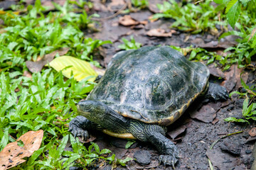 The Chinese stripe-necked turtles stands on the ground. This is one of the two most commonly found species used for divination that have been recovered from Shang dynasty sites.