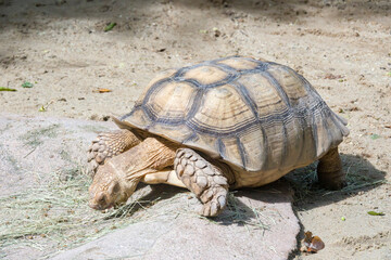 The African spurred tortoise eats grass. It is a species of tortoise, which inhabits the southern edge of the Sahara desert in Africa. It is the third-largest species of tortoise in the world.