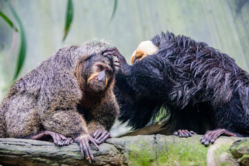 Obraz premium A male White-faced saki is looking for lice for a female one. A species of the New World saki monkey, arboreal creatures and are specialists of swinging from tree to tree.