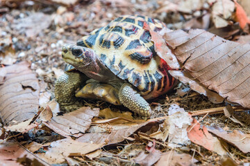 Flat-backed spider tortoise (Pyxis planicauda) is a tortoise that belongs to the family Testudinidae.
It is endemic to the west coast of Madagascar and classified as critically endangered.