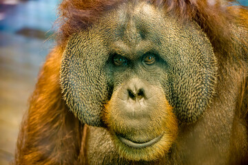 the closeup image of an adult male Sumatran orangutan (Pongo abelii). 
Found only in the north of...