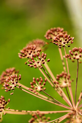 Dry organic dill seeds and onions. Healthy lifestyle. On a blurred background. Preparation fragrant greens for the winter.