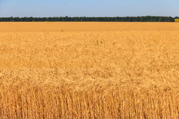 Field of ripe golden wheat