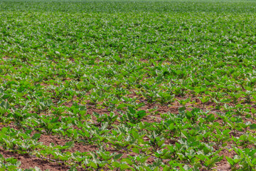 Green kohlrabi growing on the agricultural field