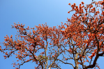 Palash flower tree, Butea Monosperma or palash flower