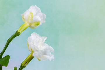 White gardenia flowers on natural background.