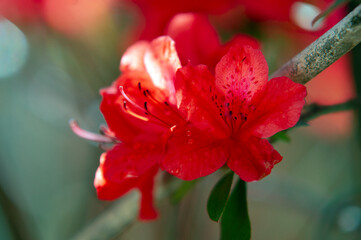 Fototapeta premium a red flower in drops of water