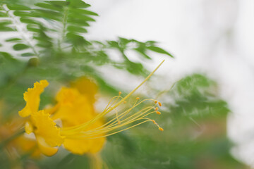 Abstract blurred yellow peacock tail flower on natural background.