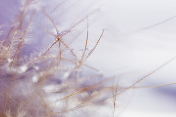 Feather and water droplet. Glamorous sophisticated on soft blur background.