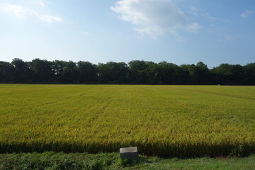 北海道の田舎の田んぼの一年