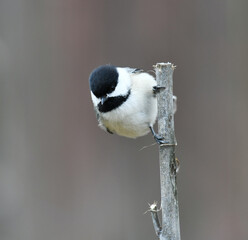 black capped chickadee bird standing on the tree branch © nd700