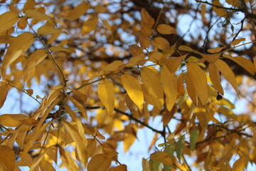 Amarillo otoño