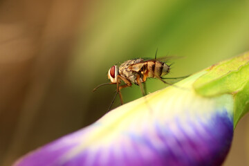 Closeup of fly on leaves in the garden