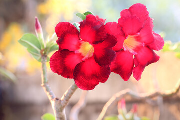Fototapeta na wymiar Red bignonia flowers or Adenium flower in the garden