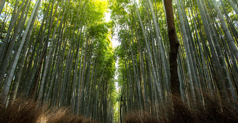 bamboo forest in the morning , Kyoto Japan