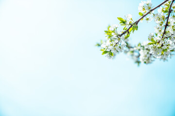 Obraz na płótnie Canvas 봄의 친구 벚꽃, 파란하늘은 덤 