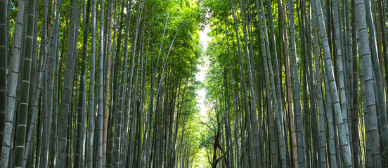 Fototapeta na wymiar bamboo forest in the morning , Kyoto Japan