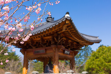 Fototapeta na wymiar Beautiful cherry blossom over blue cloudless sky with a pagoda in the background