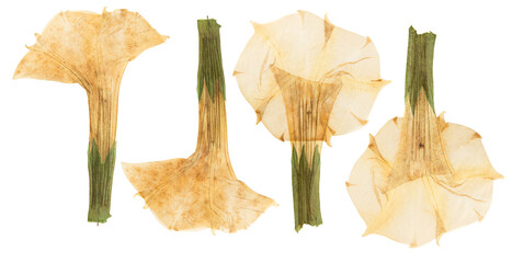 Pressed and dried flower datura, isolated on white background. For use in scrapbooking, floristry...