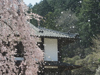 美しい桜吹雪　信州　舞台桜