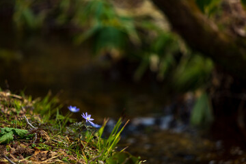 春の花　4月　キクザイチゲ　水辺に咲く花