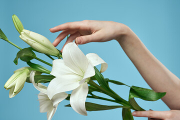 bouquet of white flowers on blue background and female hand cropped view