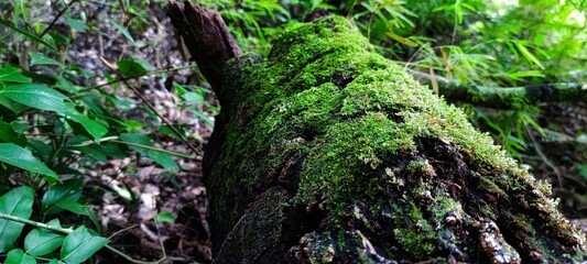 Fototapeta premium green moss on the tree