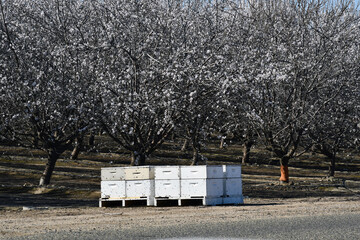 A landscape shot of honeybee boxes during pollination