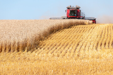 Harvesting Grain