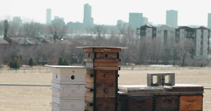 Ottawa city scape and apartment buildings in the background of a beekeeping Langstroth hive farm in Gatineau, Quebec.