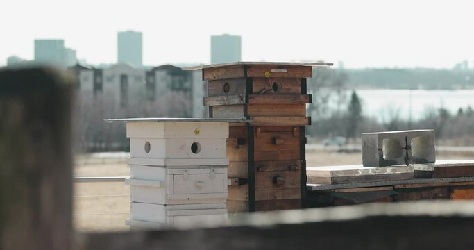 Beautiful beekeeping Langstroth hive farm with a beautiful blue hour cityscape of Ottawa in the background filmed from a farm in Gatineau.
