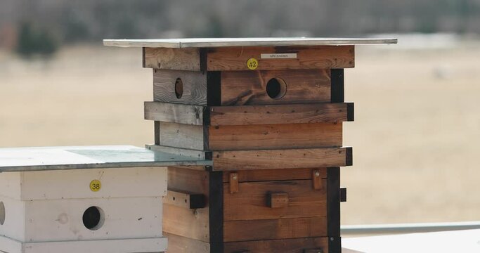 A beekeeping Langstroth hive farm close up with a meadow in the background during the early spring.