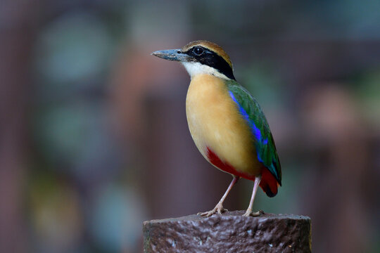 Bird standing on high pole in low lighting evening looking for its mate during breeding season, Mangrove pitta