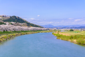 一目千本桜　宮城県　大河原町