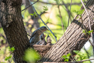 Thrush fieldfare, Turdus pilaris, in a nest with chicks