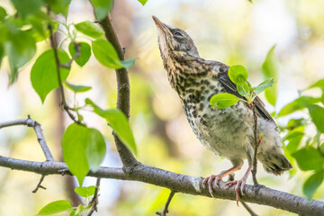 Fototapeta premium A fieldfare chick, Turdus pilaris, has left the nest and is sitting on a branch. A chick of fieldfare sitting and waiting for a parent on a branch.