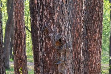Straight trunks of evergreen pine trees in spring
